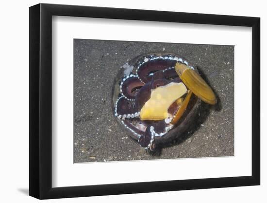 Coconut Octopus-Hal Beral-Framed Photographic Print