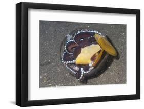 Coconut Octopus-Hal Beral-Framed Photographic Print