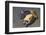 Coconut Octopus-Hal Beral-Framed Photographic Print