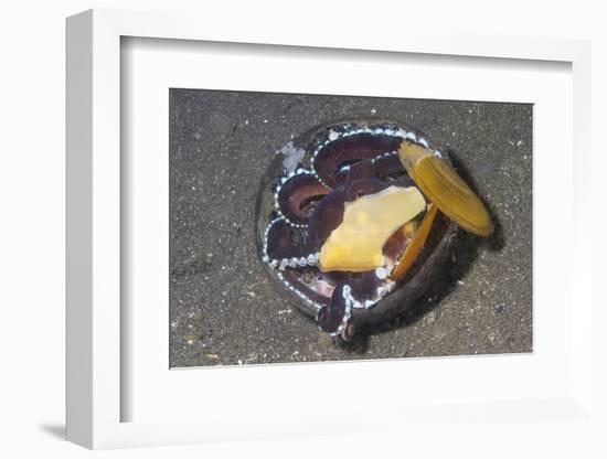 Coconut Octopus-Hal Beral-Framed Photographic Print