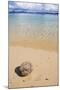 Coconut on a Sandy Beach in the Bacuit Archipelago, Palawan, Philippines-Michael Runkel-Mounted Photographic Print