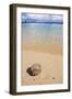 Coconut on a Sandy Beach in the Bacuit Archipelago, Palawan, Philippines-Michael Runkel-Framed Photographic Print