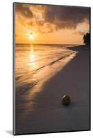 Coconut on a Tropical Beach at Sunset, Rarotonga Island, Cook Islands, South Pacific, Pacific-Matthew Williams-Ellis-Mounted Photographic Print