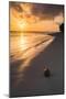 Coconut on a Tropical Beach at Sunset, Rarotonga Island, Cook Islands, South Pacific, Pacific-Matthew Williams-Ellis-Mounted Photographic Print