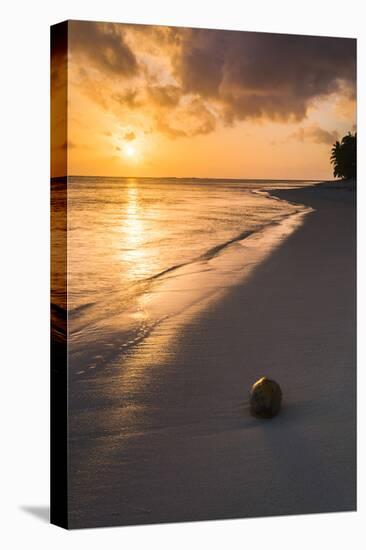 Coconut on a Tropical Beach at Sunset, Rarotonga Island, Cook Islands, South Pacific, Pacific-Matthew Williams-Ellis-Stretched Canvas