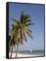 Coconut Palm and Dhow, Pangane Beach, Mozambique, Africa-null-Framed Stretched Canvas