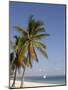 Coconut Palm and Dhow, Pangane Beach, Mozambique, Africa-null-Mounted Photographic Print