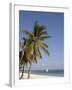 Coconut Palm and Dhow, Pangane Beach, Mozambique, Africa-null-Framed Photographic Print