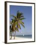 Coconut Palm and Dhow, Pangane Beach, Mozambique, Africa-null-Framed Photographic Print