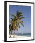 Coconut Palm and Dhow, Pangane Beach, Mozambique, Africa-null-Framed Photographic Print