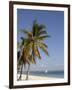 Coconut Palm and Dhow, Pangane Beach, Mozambique, Africa-null-Framed Photographic Print
