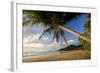 Coconut Palm Coconut Palms Grow on a White Dream-null-Framed Photographic Print