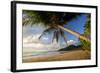 Coconut Palm Coconut Palms Grow on a White Dream-null-Framed Photographic Print