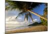 Coconut Palm Coconut Palms Grow on a White Dream-null-Mounted Photographic Print