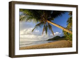 Coconut Palm Coconut Palms Grow on a White Dream-null-Framed Photographic Print