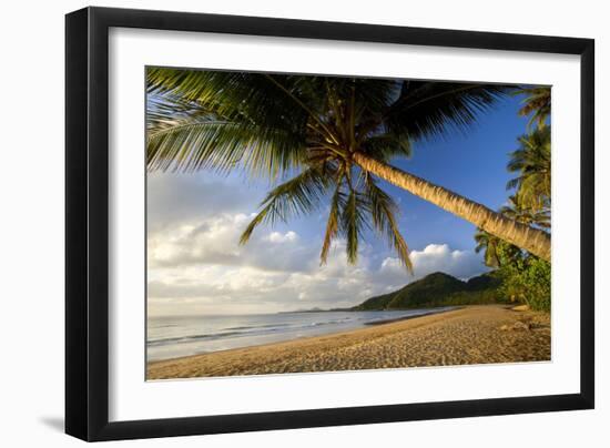 Coconut Palm Coconut Palms Grow on a White Dream-null-Framed Photographic Print