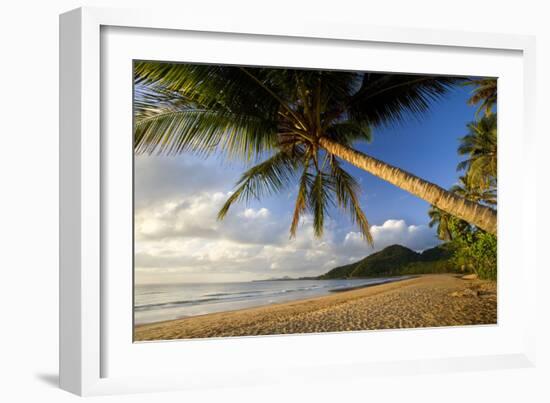 Coconut Palm Coconut Palms Grow on a White Dream-null-Framed Photographic Print