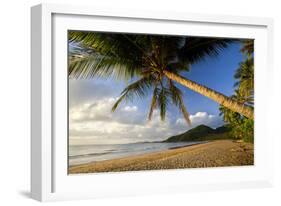 Coconut Palm Coconut Palms Grow on a White Dream-null-Framed Photographic Print