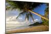 Coconut Palm Coconut Palms Grow on a White Dream-null-Mounted Photographic Print