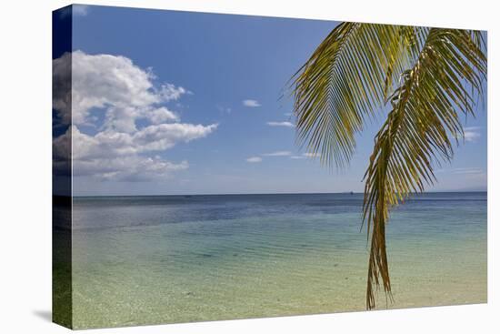 Coconut palm fronds hang down over the shore along the beach at San Juan, Siquijor, Philippines, So-Nigel Hicks-Stretched Canvas
