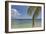 Coconut palm fronds hang down over the shore along the beach at San Juan, Siquijor, Philippines, So-Nigel Hicks-Framed Photographic Print