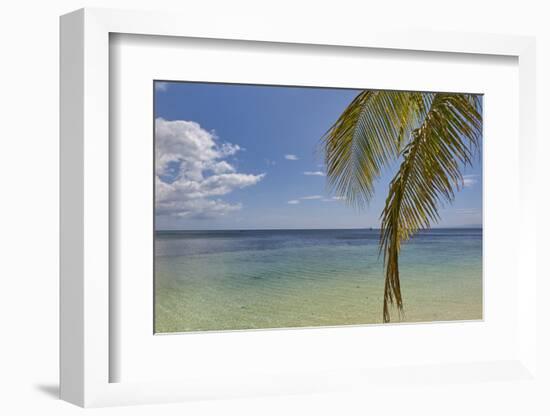 Coconut palm fronds hang down over the shore along the beach at San Juan, Siquijor, Philippines, So-Nigel Hicks-Framed Photographic Print