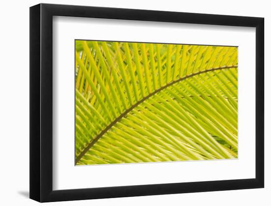 Coconut Palm Fronds, Honduras, Central America-Stuart Westmorland-Framed Premium Photographic Print