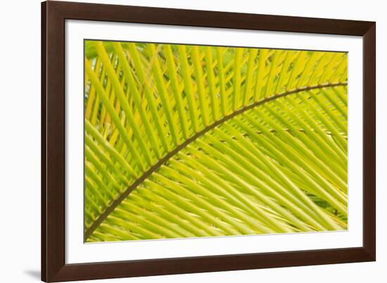 Coconut Palm Fronds, Honduras, Central America-Stuart Westmorland-Framed Photographic Print