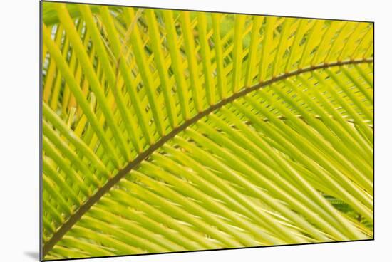 Coconut Palm Fronds, Honduras, Central America-Stuart Westmorland-Mounted Photographic Print