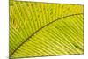 Coconut Palm Fronds, Honduras, Central America-Stuart Westmorland-Mounted Photographic Print