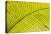 Coconut Palm Fronds, Honduras, Central America-Stuart Westmorland-Stretched Canvas