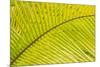 Coconut Palm Fronds, Honduras, Central America-Stuart Westmorland-Mounted Photographic Print