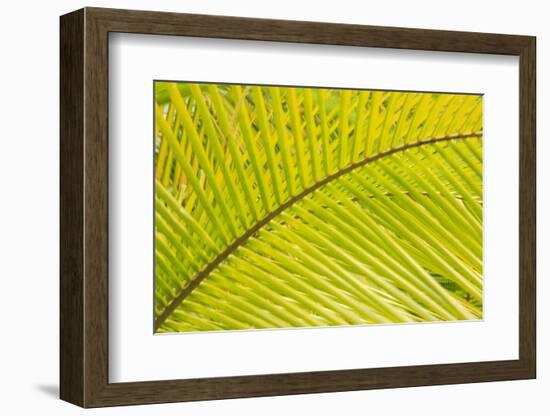 Coconut Palm Fronds, Honduras, Central America-Stuart Westmorland-Framed Photographic Print