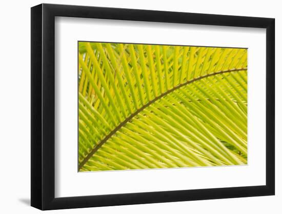 Coconut Palm Fronds, Honduras, Central America-Stuart Westmorland-Framed Photographic Print