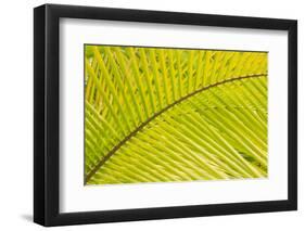 Coconut Palm Fronds, Honduras, Central America-Stuart Westmorland-Framed Photographic Print