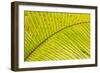 Coconut Palm Fronds, Honduras, Central America-Stuart Westmorland-Framed Photographic Print