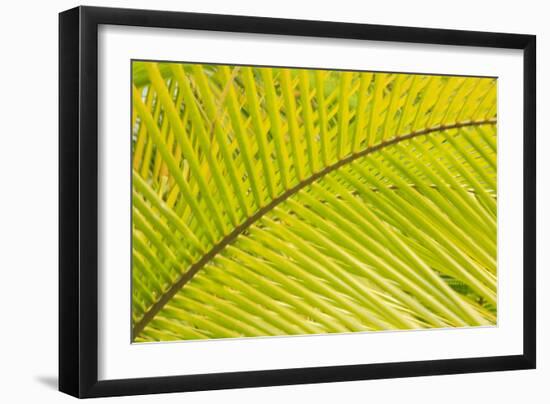 Coconut Palm Fronds, Honduras, Central America-Stuart Westmorland-Framed Photographic Print