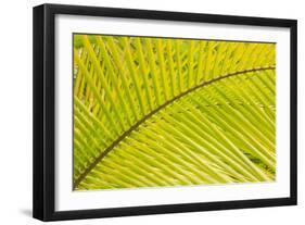 Coconut Palm Fronds, Honduras, Central America-Stuart Westmorland-Framed Photographic Print