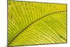 Coconut Palm Fronds, Honduras, Central America-Stuart Westmorland-Mounted Photographic Print