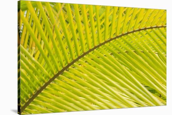 Coconut Palm Fronds, Honduras, Central America-Stuart Westmorland-Stretched Canvas