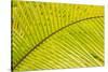 Coconut Palm Fronds, Honduras, Central America-Stuart Westmorland-Stretched Canvas