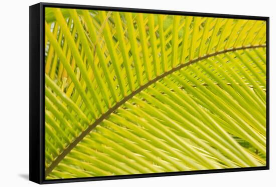 Coconut Palm Fronds, Honduras, Central America-Stuart Westmorland-Framed Stretched Canvas