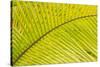 Coconut Palm Fronds, Honduras, Central America-Stuart Westmorland-Stretched Canvas