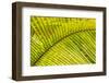 Coconut Palm Fronds, Roatan, Bay Islands, Honduras, Central America-Stuart Westmorland-Framed Photographic Print