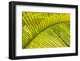 Coconut Palm Fronds, Roatan, Bay Islands, Honduras, Central America-Stuart Westmorland-Framed Photographic Print