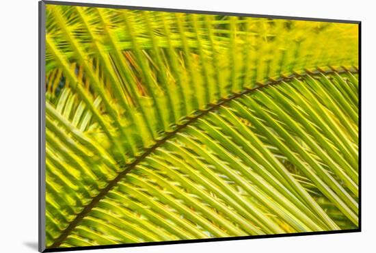 Coconut Palm Fronds, Roatan, Bay Islands, Honduras, Central America-Stuart Westmorland-Mounted Photographic Print