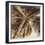 Coconut Palm II-Patricia Pinto-Framed Art Print