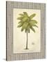 Coconut Palm Illustration-Arnie Fisk-Stretched Canvas