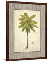 Coconut Palm Illustration-Arnie Fisk-Framed Art Print