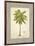 Coconut Palm Illustration-Arnie Fisk-Framed Art Print